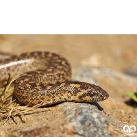 گونه کورمار معمولی Common Sand Boa